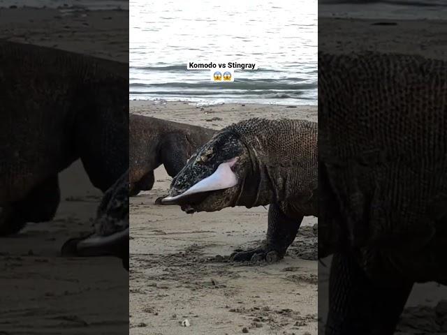 komodo dragons fighting for stingrays on the beach,#shortvidio #viralshort #animals #wildlife