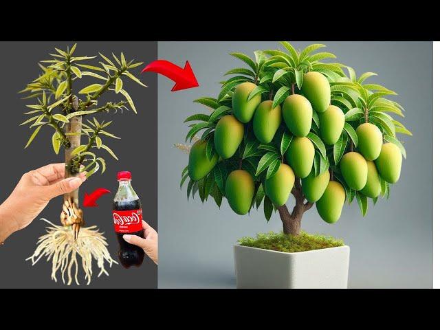 NEW IDEA: just 1 apple and coke can make mango branches grow roots overnight