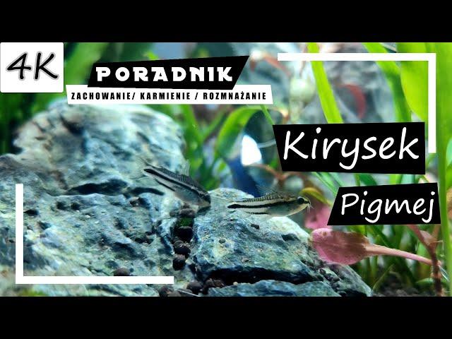 Kirysek Pigmej - Kompletny Poradnik! [4K]