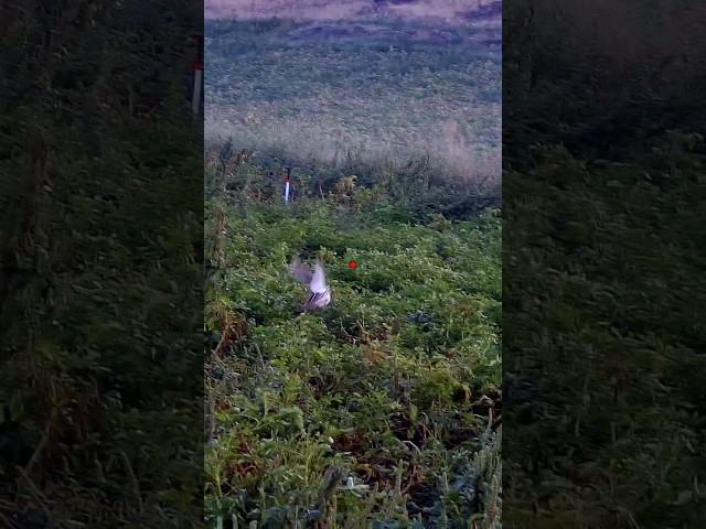 Bıldırcın Avı Shotkam Mükemmel Atış / Coturnixquail Hunting Shotkam Perfect Shot