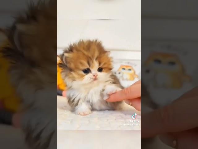 Found this cute kitten's video #cat #aeshthetic #shortsfeed #fypシ゚ #trending #viral