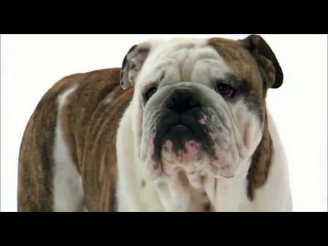 Dogs 101: English Bulldog