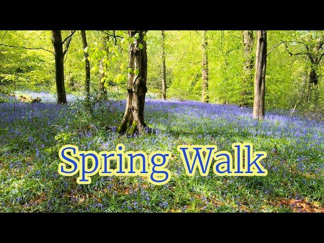 Walking In The Woods - Virtual Forest Walk In Spring - Treadmill Workout Scenery