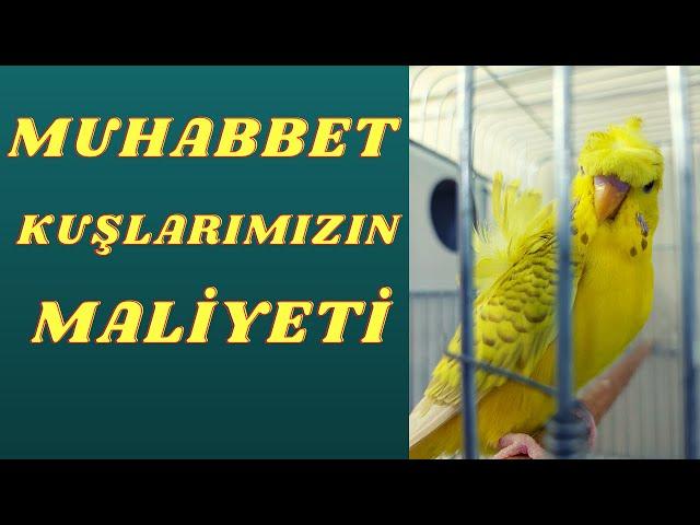 KÜMESİMİZDEKİ MUHABBET KUŞLARININ FİYATI, MUHABBET KUŞU MALİYETİ