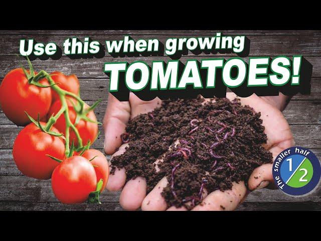 Organic Fertilizer for Tomato Plants Benefits of Earthworm Castings for tomatoes