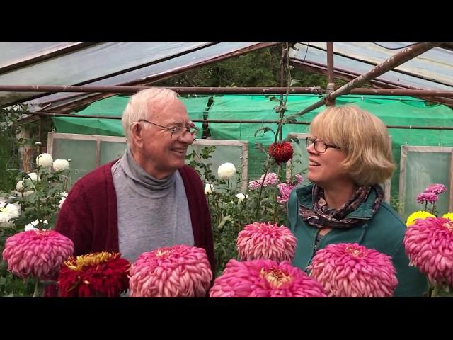 Garden tour of a Canadian exhibition chrysanthemum grower