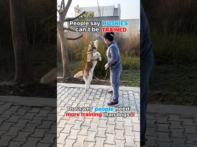 Can huskies be trained? #husky #dogtraining #ytshorts