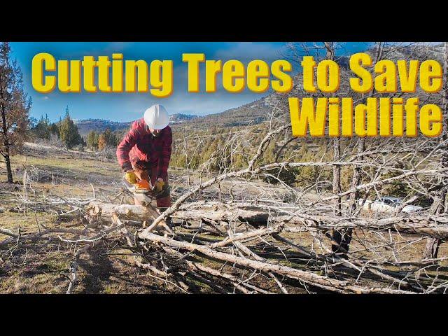 Cutting Trees to Save Wildlife - ODFW