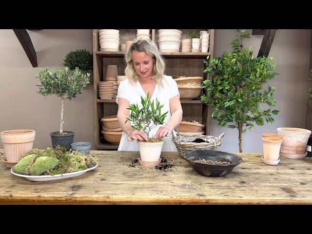 The Little Olive Tree Kit & The Olive Tree Kit Tutorial