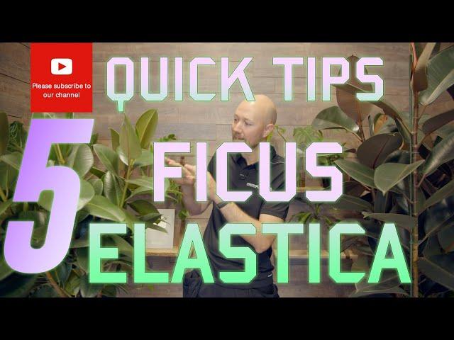 5 Quick Tips Ficus elastica🪴