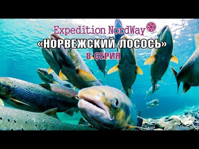 Expedition NordWay | НОРВЕГИЯ | 8 серия “Норвежский лосось и волосатые крыши”