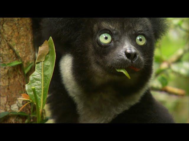 Madagascar: Island of Monsters | Wildest Africa | 4K |