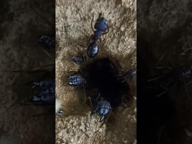 Dangerous Ants Den #wildlife #content