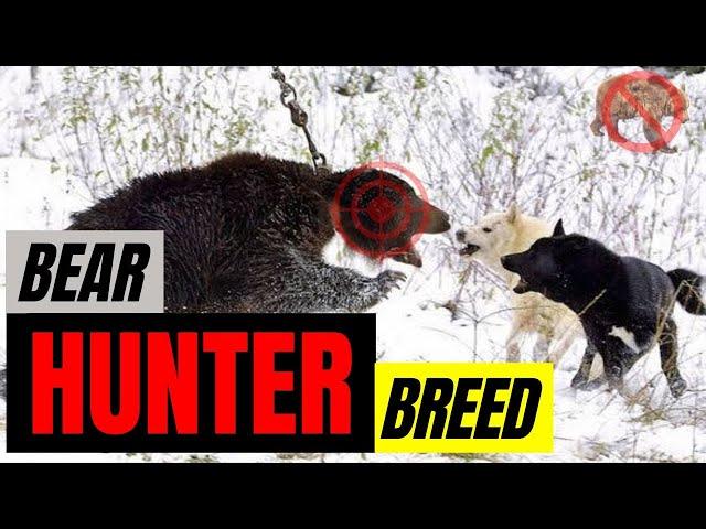 Dog breed for bear hunting in 2023