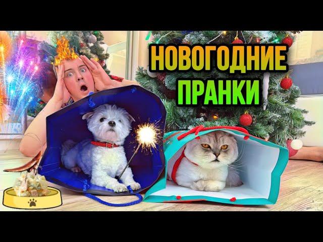 НОВОГОДНИЕ ПРАНКИ НАД ЗВЕРОПАПОЙ | СОЖГЛИ КВАРТИРУ БЕНГАЛЬСКИМ ОГНЁМ?