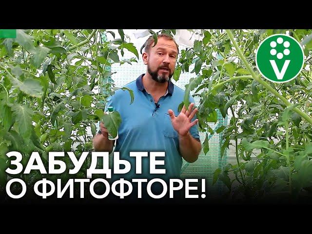 КАК Я ИЗБАВИЛСЯ ОТ ФИТОФТОРЫ ТОМАТОВ РАЗ И НАВСЕГДА!