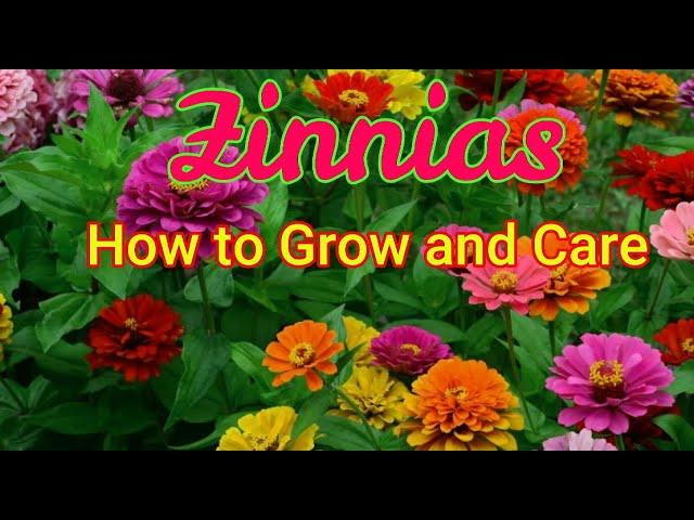 Zinnias/How to Grow and care