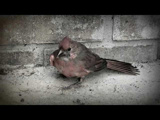 A Day in a Bird's Life - A Reminder of God's Grace - Inspirational Video