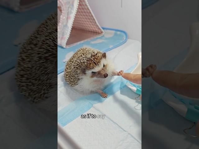 Hedgehog suddenly attacks its owner #shorts #hedgehog #animals #heartwarming #love #cute #pet