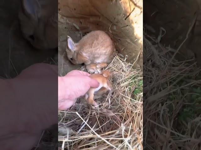 Rabbit with Babies