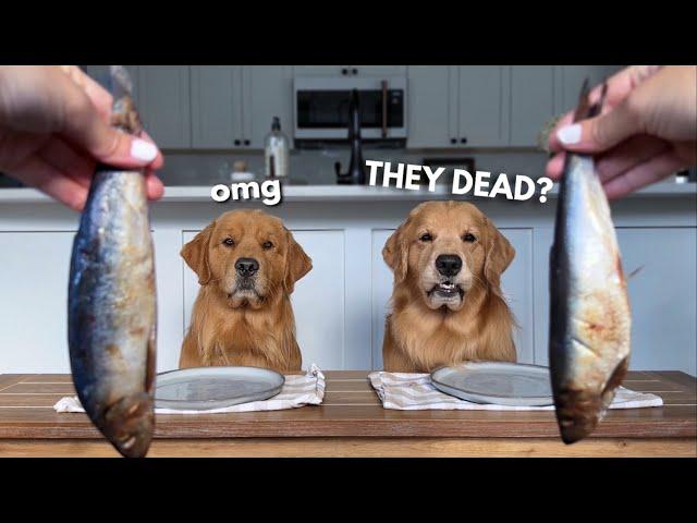 Dog Reviews Food With Brother | Tucker Taste Test 24