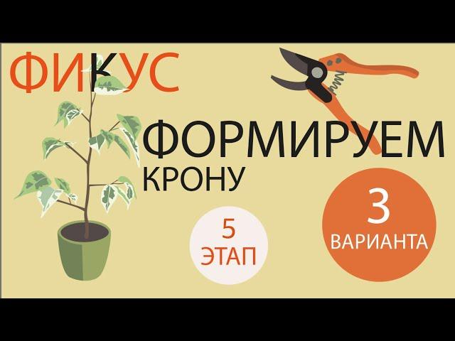 №112. Фикус Бенджамина. Этап 5. Формируем 3 вида кроны. Обрезка взрослых растений.