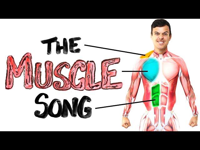 The Muscle Song (Memorize Your Anatomy) | SCIENCE SONGS