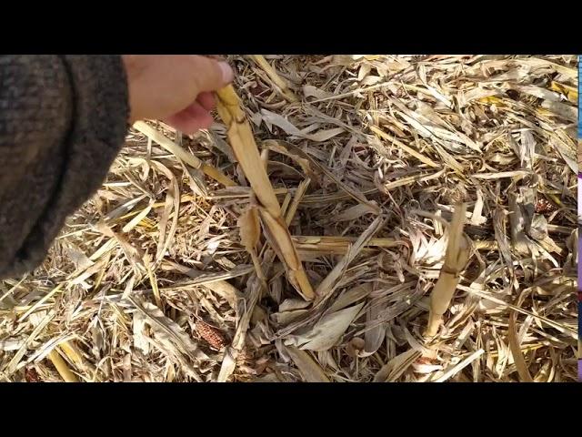 No-Till. закладаємо майбутній врожай.