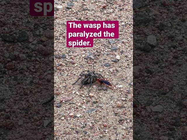 Nature is INSANE. Spider versus wasp on the Colorado Trail. Welcome to the Wild, Wild West.