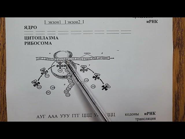 Цитология.  Задачи.  Часть 3.  Биосинтез белка.