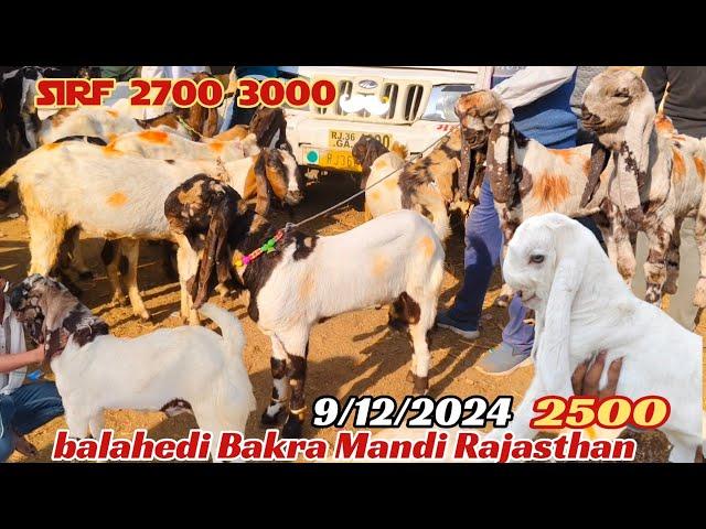 balahedi Bakra Mandi live update 9/12/2024 Rajasthan biggest mandi in Rajasthan totapari and Mewati