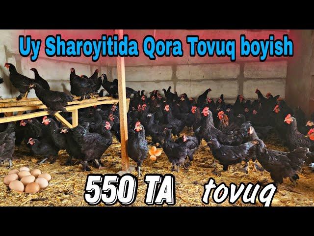 Qora tovuqdan qanday Foyda oladi.   +998903038633 faqat tuxum uchun.