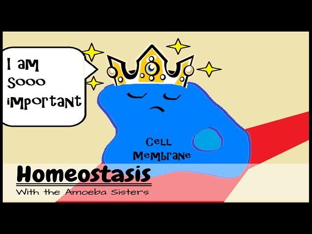 (OLD VIDEO) Homeostasis (and the Cell Membrane King)