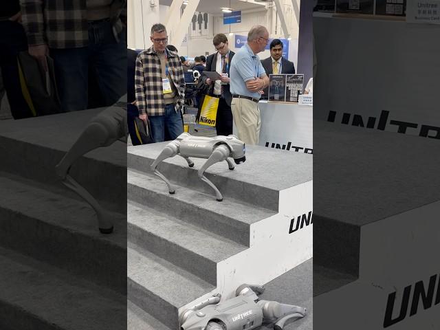 CES 2025 Unitree Robot Dog staircase demo at #CES2025 presented by Toborlife AI #robodog #robotpet