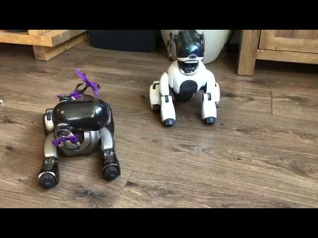 Sony Aibo ERS 7 obedience test!