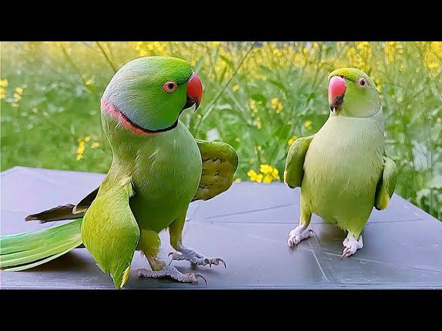 Ringneck Parrot Videos Compilation