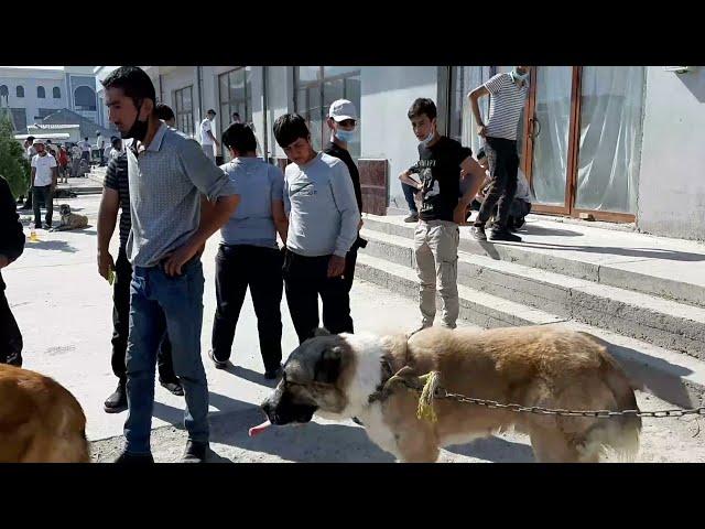 SAMARQAND HAYVON BOZORI IT KUCHUK NARXLARI 2021