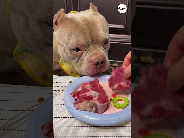 ASMR My Dog Loves Raw Meat #shorts #dogs #puppy