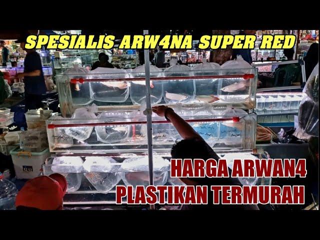 LAPAK ARW4NA TERLENGKAP‼️ UPDATE HARGA TERBARU ANAKAN ARWANA SR MURAH HENDRA PASAR IKAN JATINEGARA