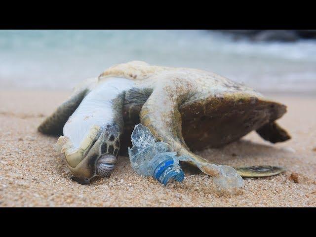 POWERFUL VIDEO: Why We Need to Stop Plastic Pollution in Our Oceans FOR GOOD | Oceana