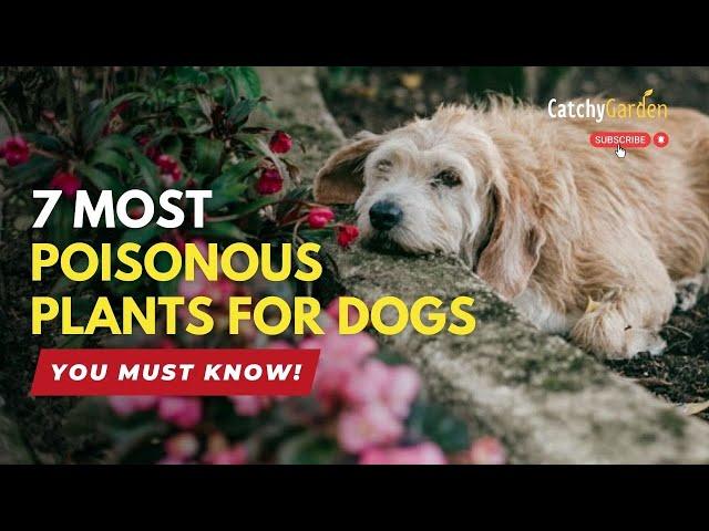 List of 7 Most Poisonous Plants for Dogs  // Secret Plants