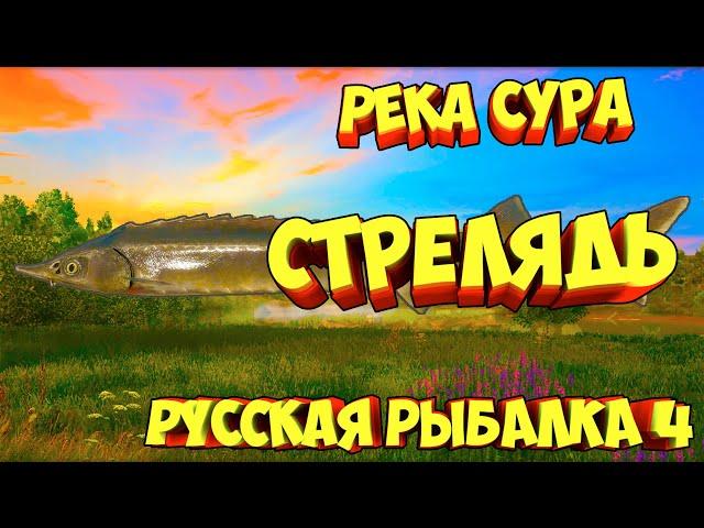 русская рыбалка 4 - Стерлядь река Сура - рр4 фарм Алексей Майоров russian fishing 4