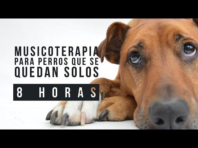   Music therapy for dogs that are left alone  8 HOURS OF MUSIC for dogs, Perrhijos