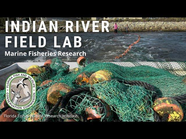 Indian River Field Lab: Marine Fisheries Research