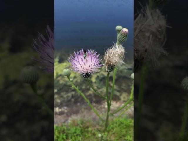 Amateur Forager's Failed Attempt at Bull Thistle in Florida (READ THE DESCRIPTION)