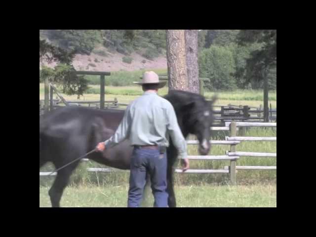 Amazing Horses with Jonathan Field