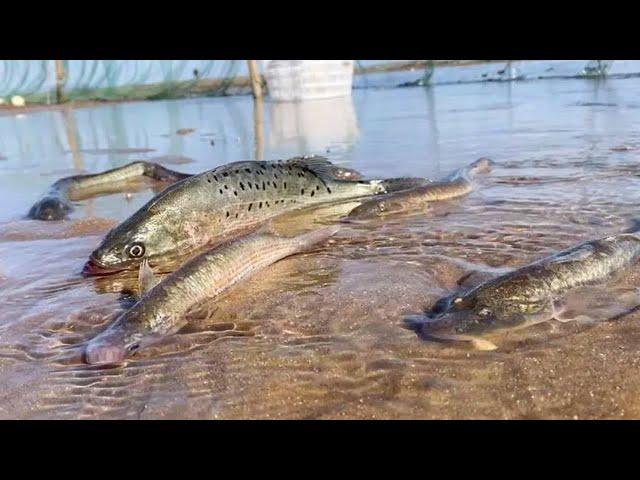 Several huge bass beached!