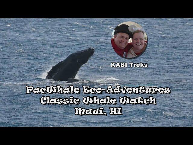 PacWhale Eco-Adventure, Classic Whale Watching - Maui, HI