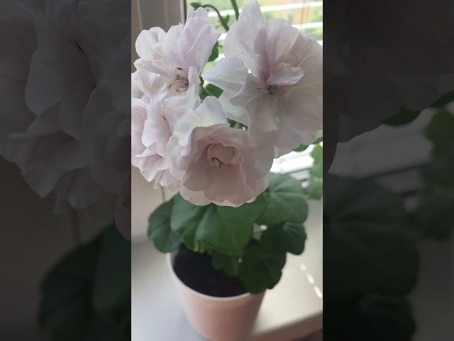 Pelargonium ice rose