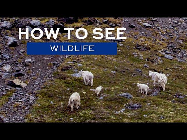 How to see Wildlife in Alaska